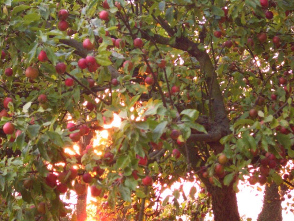 beplandtning af æbletræer