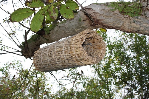Bird Box fuglehus under gren på træ